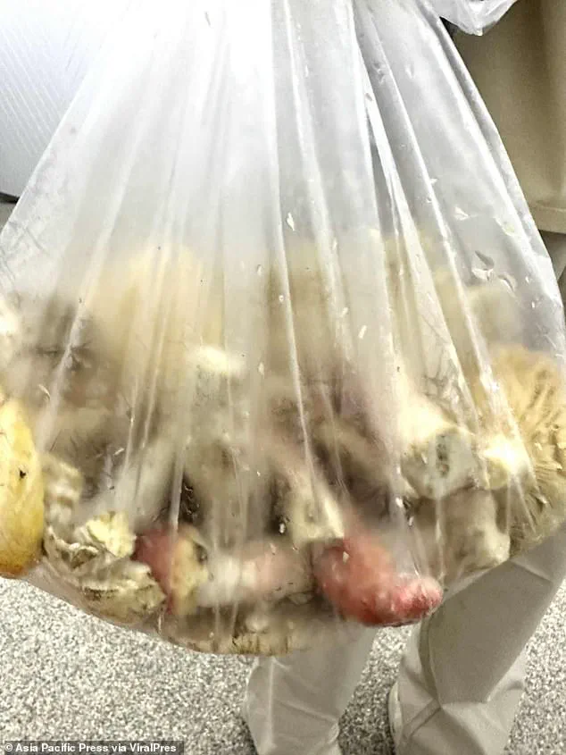 Father and Daughter Die After Eating Deadly Mushroom Curry; Relatives Warn of Foraging Risks