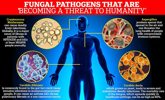 Urgent Alert: Europe Faces Rapid Spread of Drug-Resistant Candida auris as WHO and ECDC Sound Alarm
