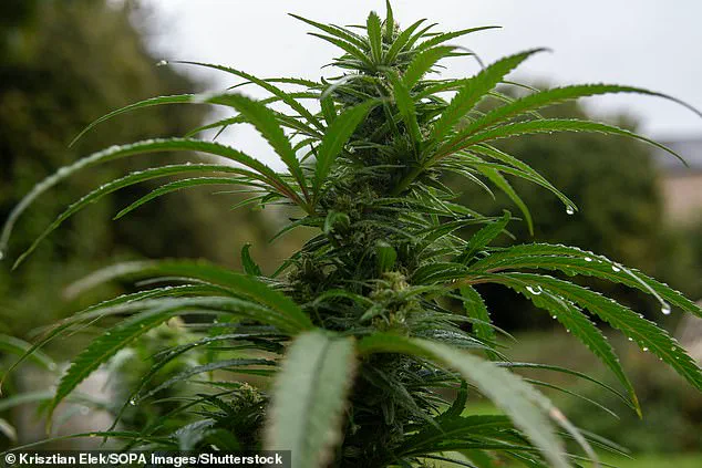 Study Suggests Cannabis-Based Drug May Offer Potential Treatment for Cachexia in Advanced Cancer Patients