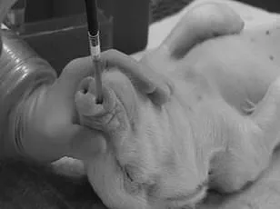 Trump Administration Halts CDC Research on Monkeys and Apes in Push to Eliminate Animal Testing