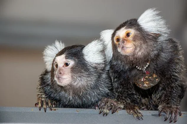 Trump Administration Halts CDC Research on Monkeys and Apes in Push to Eliminate Animal Testing