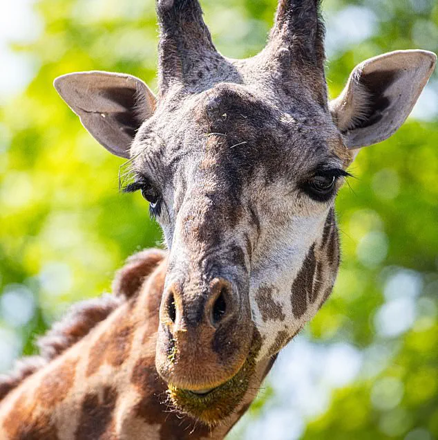Toronto Zoo Mourns Death of Endangered Giraffe in Freak Accident, Sparks Conversation on Animal Safety