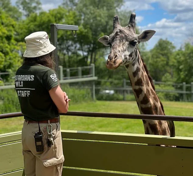 Toronto Zoo Mourns Death of Endangered Giraffe in Freak Accident, Sparks Conversation on Animal Safety