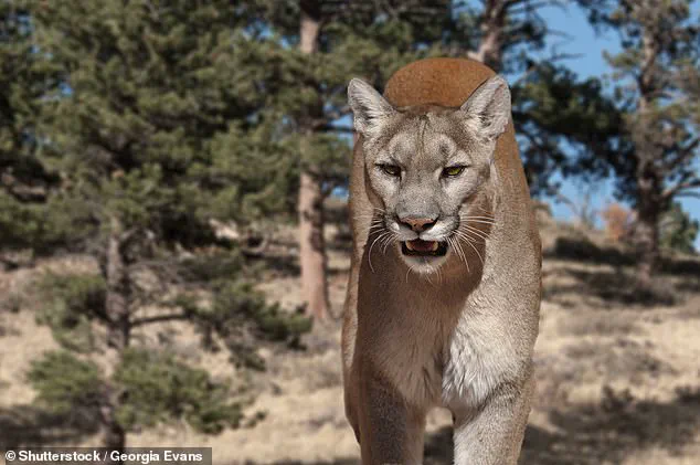 Medical Assistant Kristen Marie Kovatch Killed by Mountain Lion in Colorado; Autopsy Reveals Asphyxia from Neck Compression