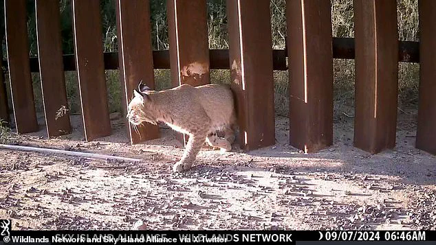 Limited Access: Federal Contractors Install 'Doggy Doors' on US-Mexico Border for Select Animal Migration