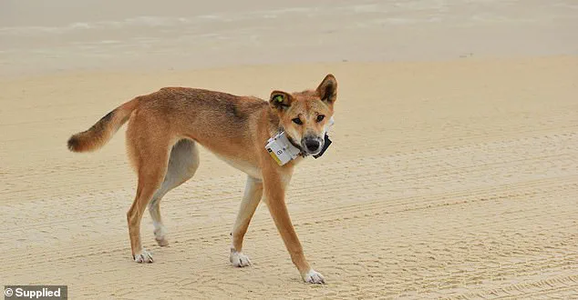 Shocking Discovery of Piper James on K'gari Island Sparks Renewed Debate Over Tourist Safety in Natural Environments
