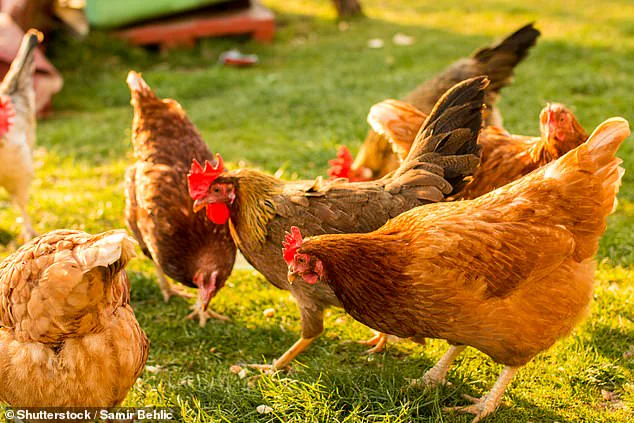 Vital Farms' Premium Egg Brand Under Fire as Social Media Scandal Questions Nutritional Claims