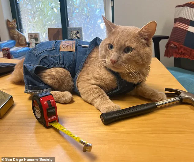 Resilient Orange Tabby Kyle Celebrates Triumphant Return with Unusual Graduation Ceremony at San Diego Humane Society