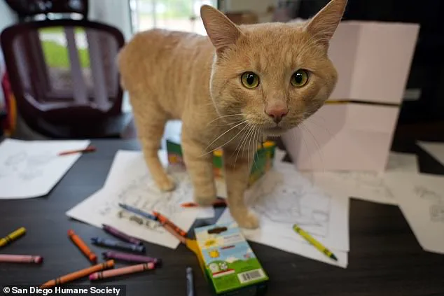 Resilient Orange Tabby Kyle Celebrates Triumphant Return with Unusual Graduation Ceremony at San Diego Humane Society