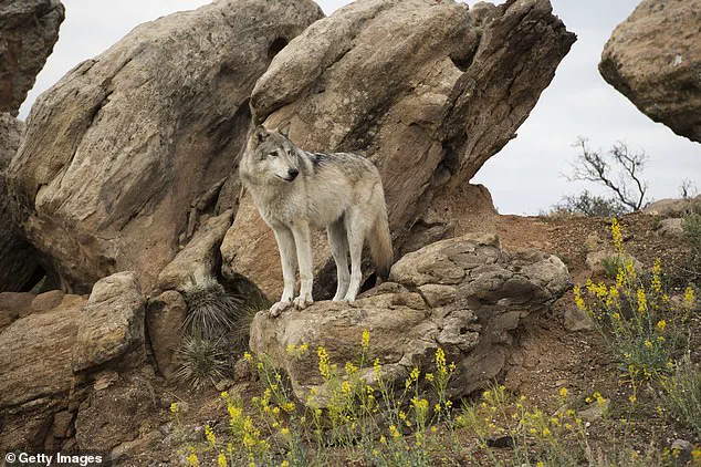 Three Gray Wolves Lethally Removed in Northern Utah's Delisted Zone on January 9, 2024