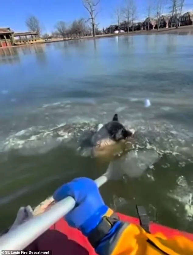 Exclusive Insight: The Perilous Rescue of a Dog from an Icy Lake Reveals the Hidden Risks of Emergency Responders