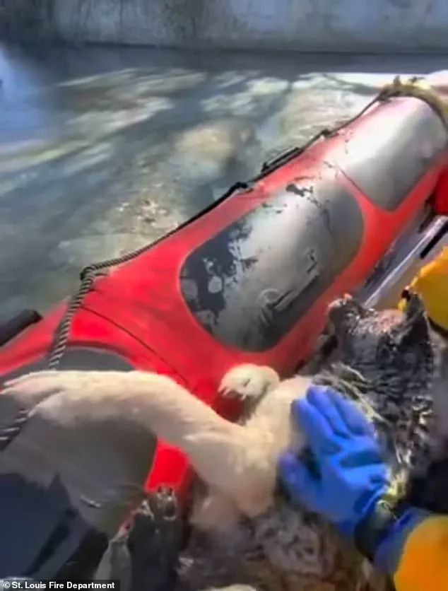 Exclusive Insight: The Perilous Rescue of a Dog from an Icy Lake Reveals the Hidden Risks of Emergency Responders