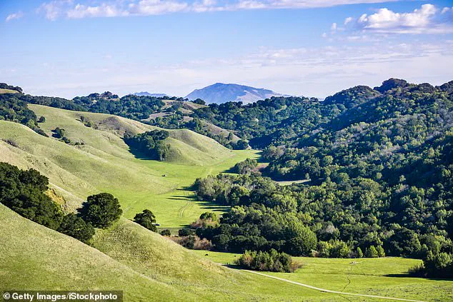 Fourth Fatality in Northern California Mushroom Poisoning Outbreak Sparks Urgent Health Alerts