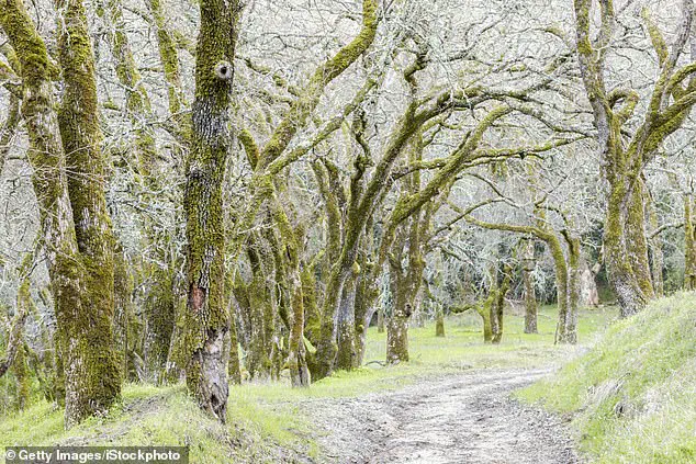 Fourth Fatality in Northern California Mushroom Poisoning Outbreak Sparks Urgent Health Alerts