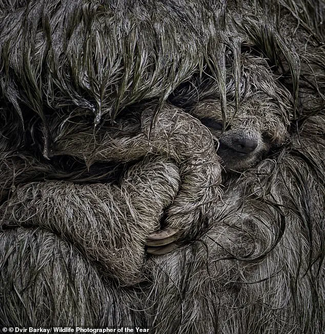 Vote for the Winning Nature Photo: Help Choose the Image That Will Hang in London's Natural History Museum
