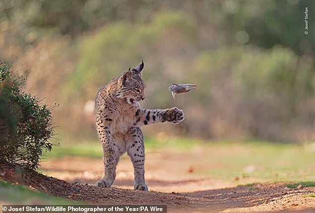 Vote for the Winning Nature Photo: Help Choose the Image That Will Hang in London's Natural History Museum