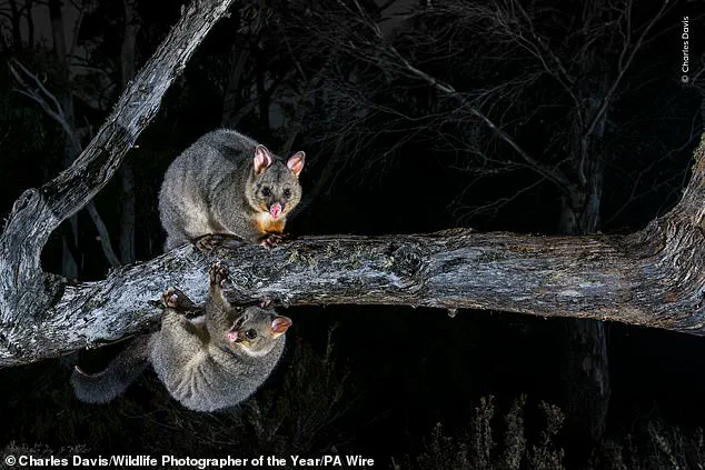 Vote for the Winning Nature Photo: Help Choose the Image That Will Hang in London's Natural History Museum