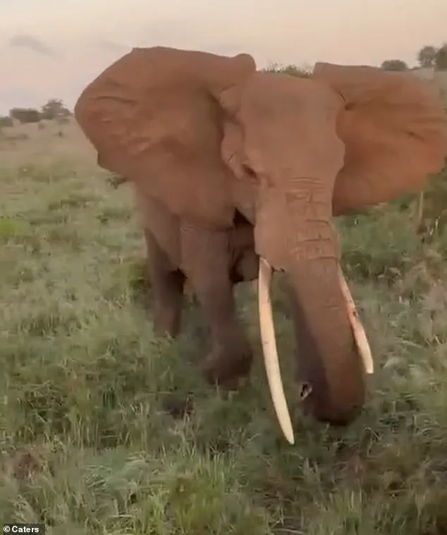 Serenity to Survival: The Harrowing Safari Encounter with Tanzania's Elephant