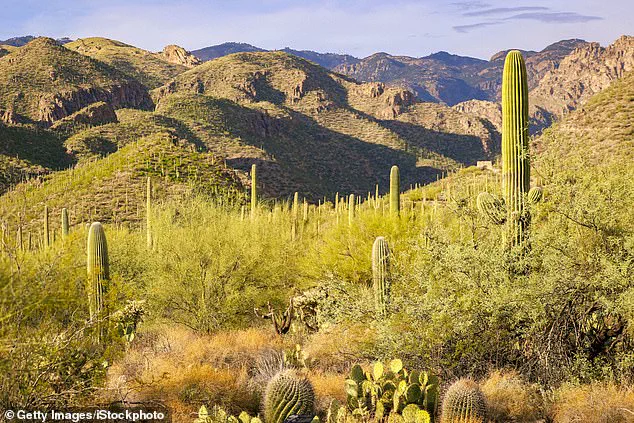 Search for Nancy Guthrie Intensifies Amid Rugged Terrain and Extreme Weather in Catalina Foothills