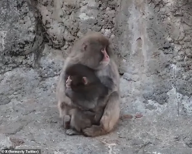 The Orangutan Plush: Punch's Only Comfort in a World of Abandonment