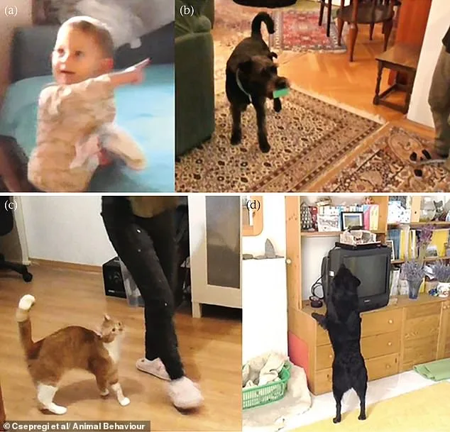 Cats vs. Dogs: The Surprising Truth About How Pets Respond to Human Distress