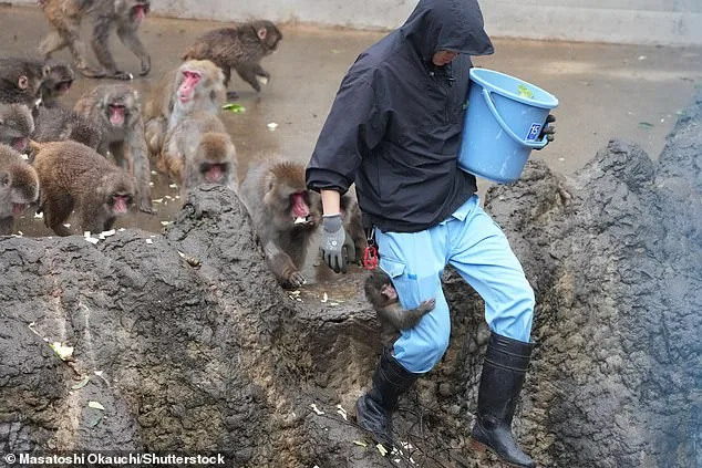 Punch the Macaque's Heartwarming Social Milestone Captures Global Attention