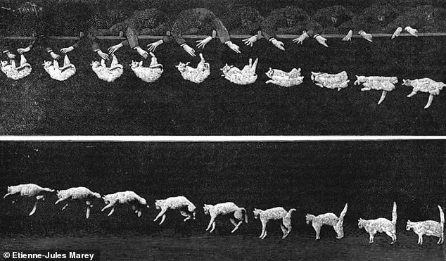 The Secret Behind Cats' Midair Flip: A Spinal Marvel Revealed