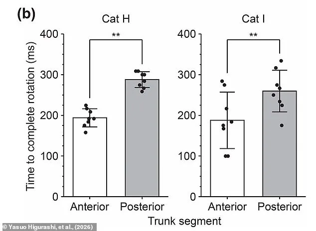 The Secret Behind Cats' Midair Flip: A Spinal Marvel Revealed
