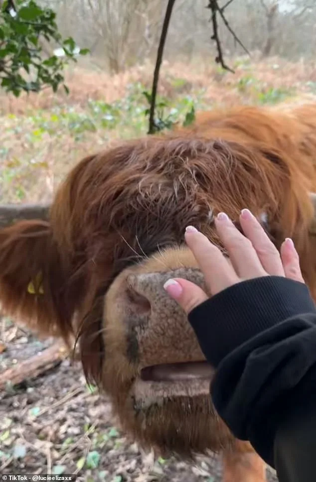 Wildlife Experts Warn Against Harassment of Highland Cows as TikTok Trends Flood Hothfield Heathlands Reserve
