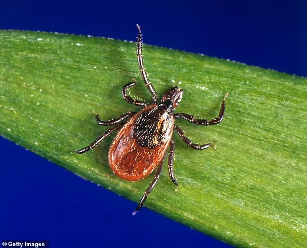 Nine-Year Study Reveals Babesia Microti May Surpass Lyme Disease as Public Health Threat in Dutchess County