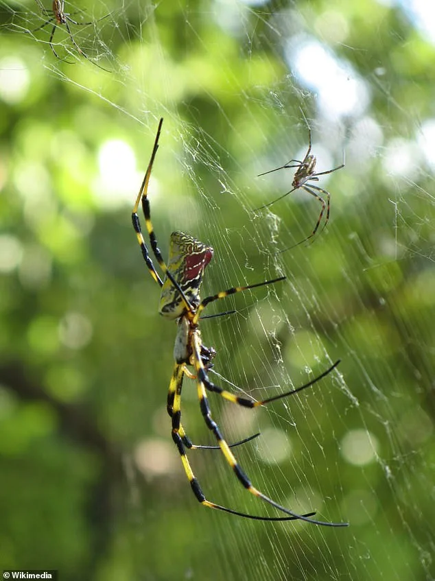Joro Spiders Return, Spreading Across the US with Ballooning Technique