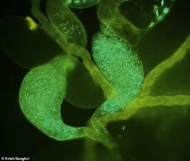 Study Reveals Regular Sex Enhances Sperm Quality, Contradicting Previous Beliefs