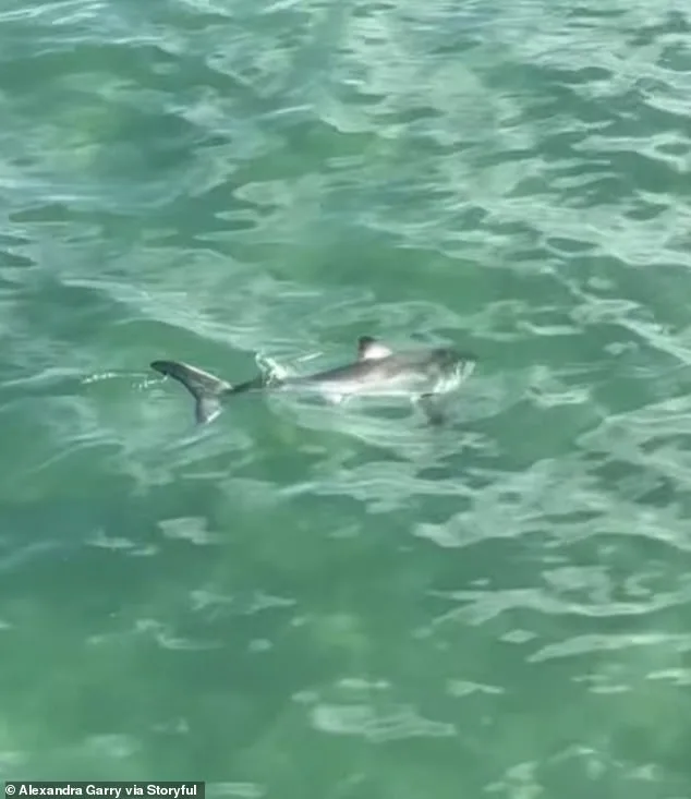 Young Fisherman's Life-or-Death Struggle with Juvenile Great White Shark at Hermosa Beach Pier