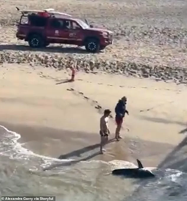 Young Fisherman's Life-or-Death Struggle with Juvenile Great White Shark at Hermosa Beach Pier