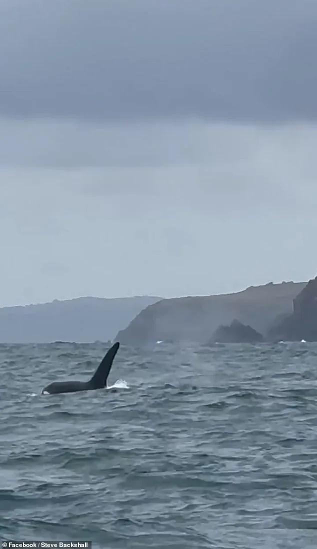 Steve Backshall's Rare Encounter with UK's Last Resident Killer Whales in Cornwall Captures Conservationists' Attention