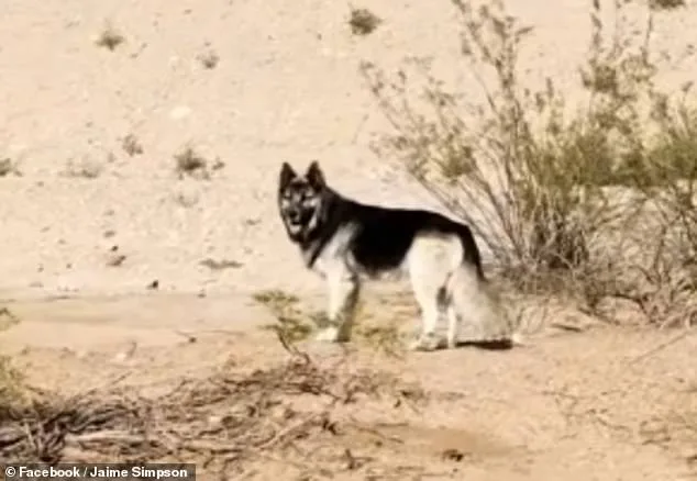 Abandoned After Deportation: The Story of Eclipse, America's Saddest Husky