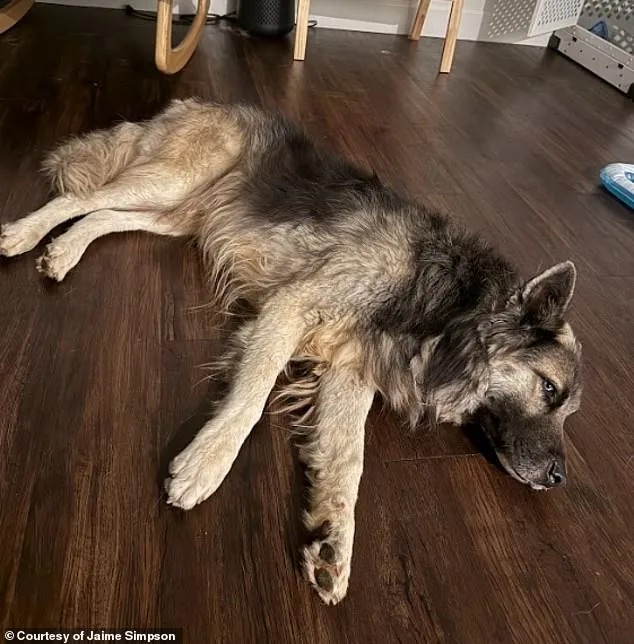Abandoned After Deportation: The Story of Eclipse, America's Saddest Husky