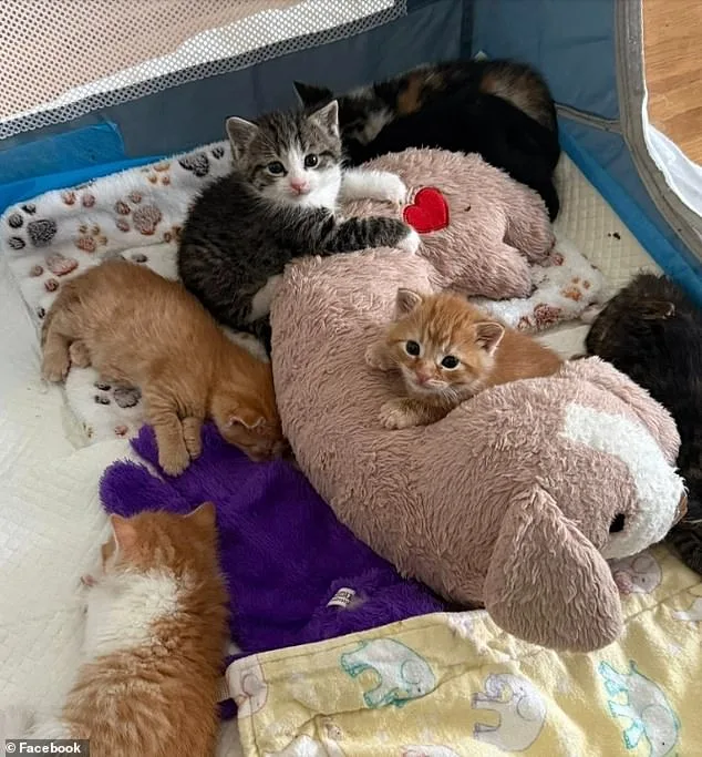 Lowe's Employees Stumble Upon Kitten Nursery