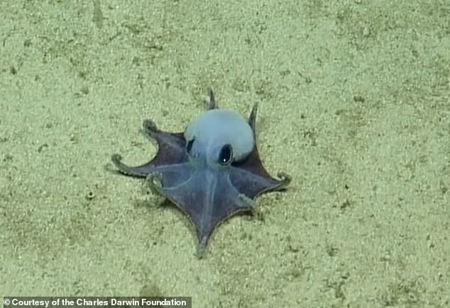 Scientists Discover Tiny Blue Octopus in Galápagos Depths