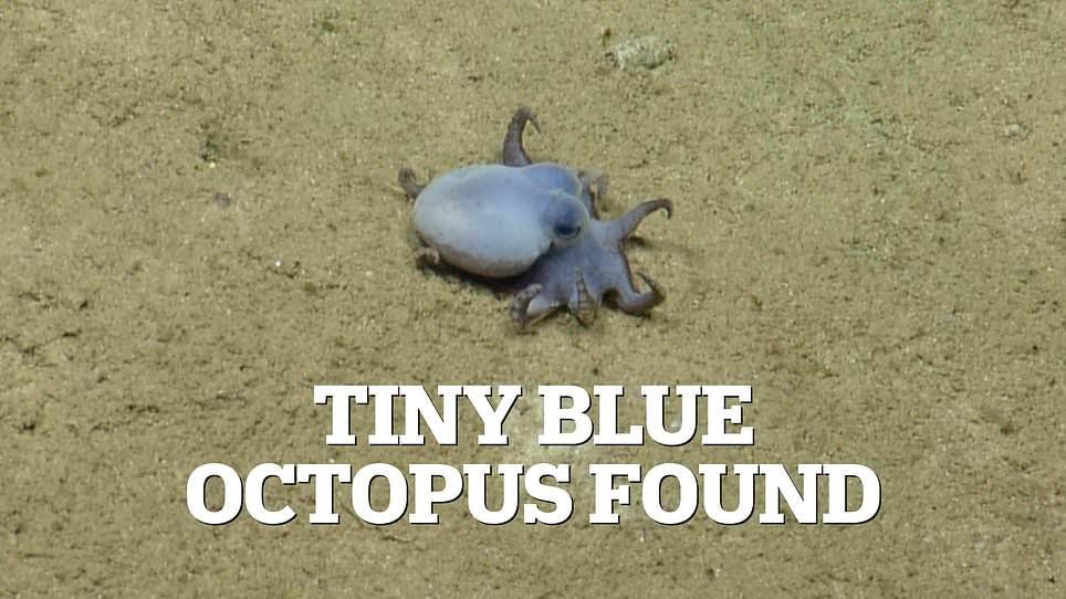Scientists Discover Tiny Blue Octopus in Galápagos Depths